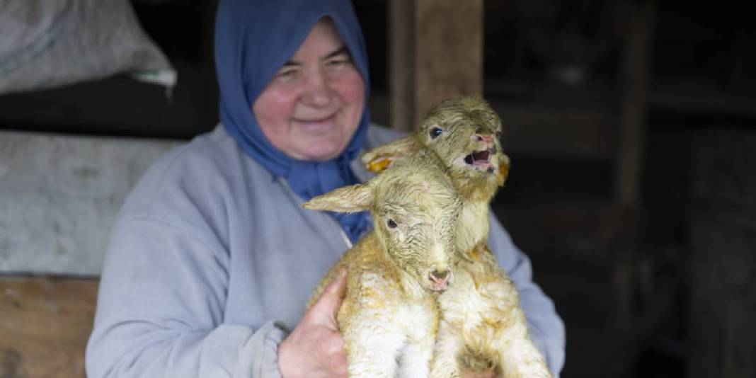 Dördüz doğan kuzular aileyi sevince boğdu: Sebebi ‘İyi bakım’ 5